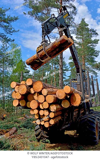 Charging a Forwarder. Wood Harvest after a Storm, Gifhorn, Lower Saxony, Germany