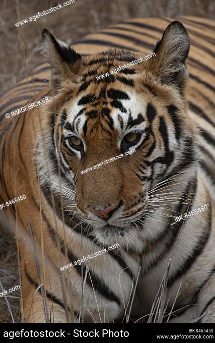 Bengal tiger (Panthera tigris tigris) adult animal portrait, Bandhavgarh, Madhya Pradesh, India, Asia