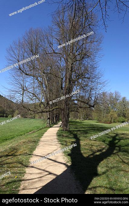 20 April 2020, Thuringia, Greiz: Winter lime trees, planted about 1800, are in the city park. April 25th is the international day of the tree