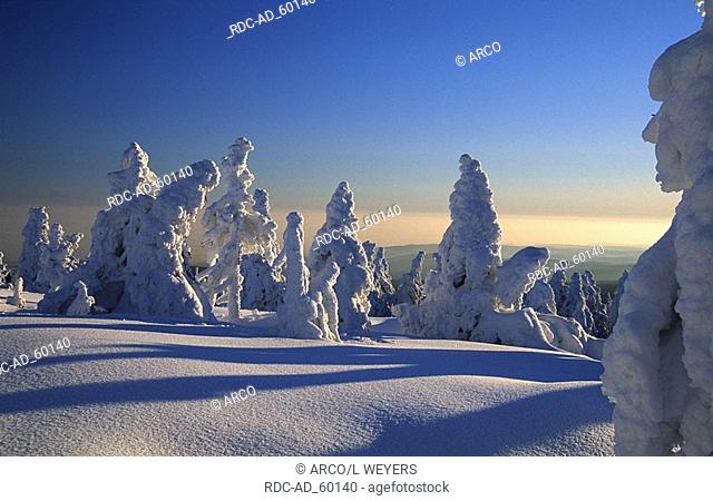 Snow-covered Norway Spruce national park Hochharz Brocken Saxony-Anhalt Germany Picea abies