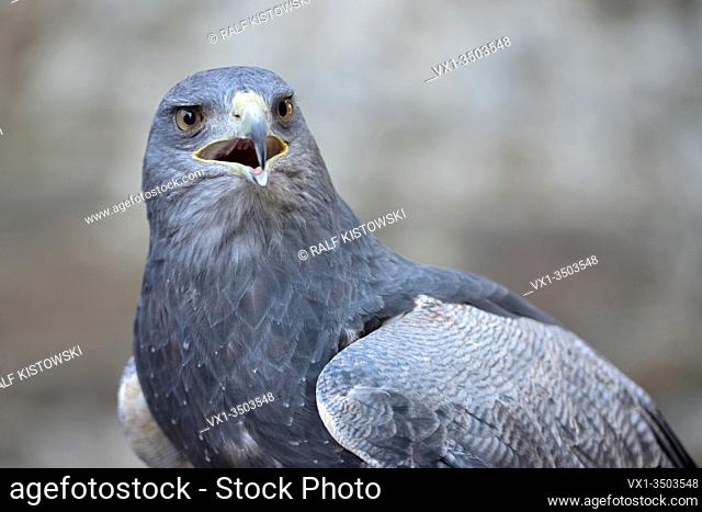 Black-chested Buzzard-Eagle ( Geranoaetus melanoleucus ), close-up, calling, bird of prey of the hawk and eagle family, Andes, South America