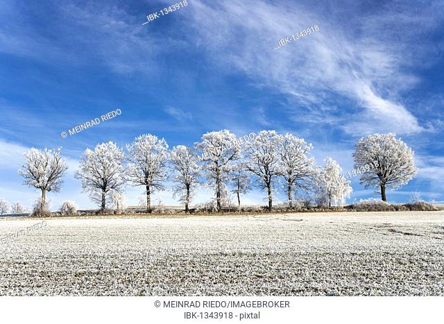 Oaks (Quercus robur) with hoarfrost, Galteren, Sense district, Freiburg, Switzerland, Europe