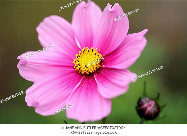 stunning pink cosmos sonata and bud - forward looking and positive