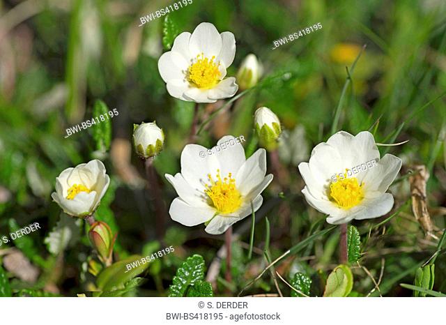 Mountain avens (Dryas octopetala), blooming, Austria, Tyrol, Hahntennjoch