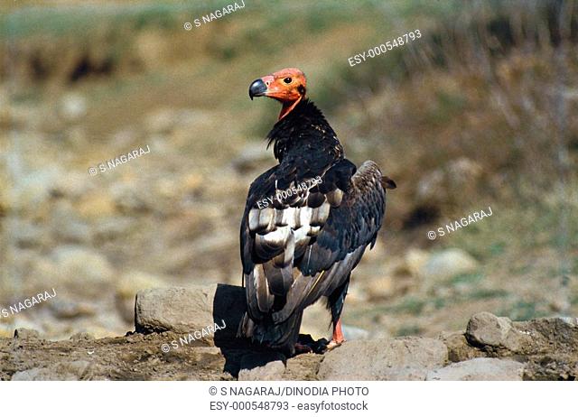 Birds , king vulture or red headed sarcogyps calvus