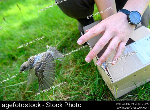PRODUCTION - 01 August 2023, Saxony-Anhalt, Magdeburg: Emilia Smolarek from the wildlife release station at Magdeburg Zoo releases a small sparrow into the wild