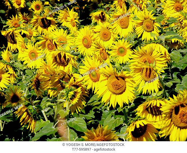 Sunflowers, Helianthus annuus L. Bot. syn.: Helianthus aridus Rydb., Helianthus lenticularis Dougl. ex Lindl. pune-satara road, Maharasthra, India