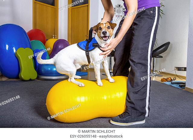 treating a sick dog in physiotherapy