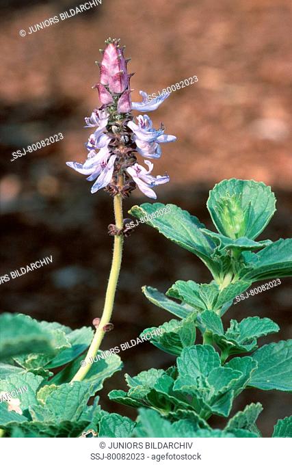 DEU, 2004: Scared Cat Plant, Pee-off Plant (Plectranthus caninus), flowering plant. Plant used to ward off cats and dogs