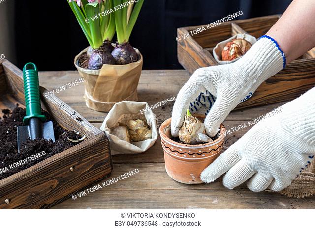 Gardening and planting concept. Woman hands planting hyacinth in ceramic pot. Seedlings garden tools tubers (bulbs) gladiolus and hyacinth flowers pink hyacinth