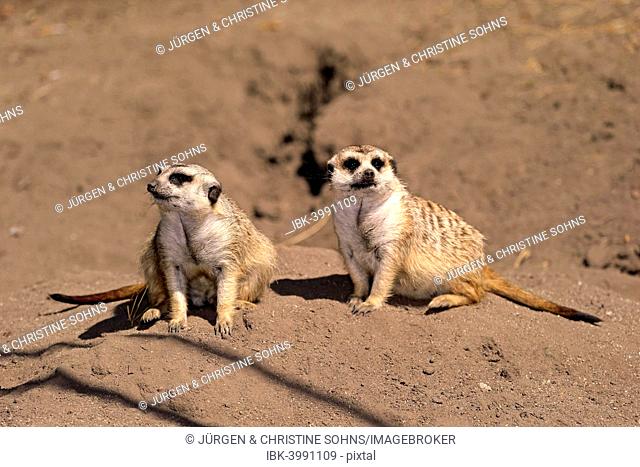 Meerkats (Suricata suricatta) alert pair, Little Karoo, Western Cape, South Africa