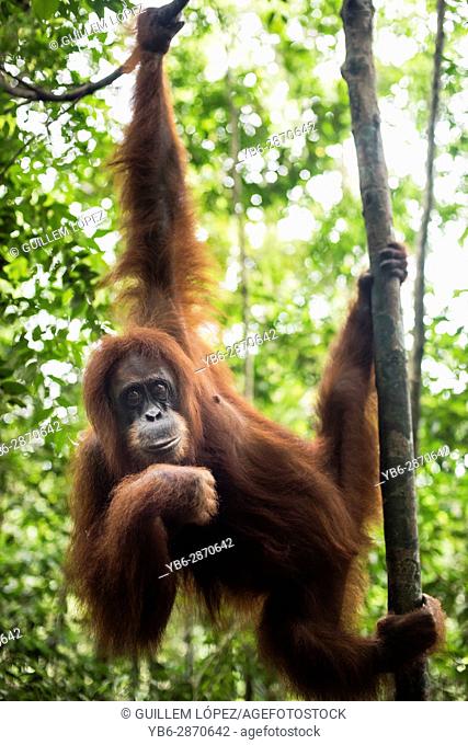 Sumatran Orangutan in the jungle of Bukit Lawang, Sumatra, Indonesia