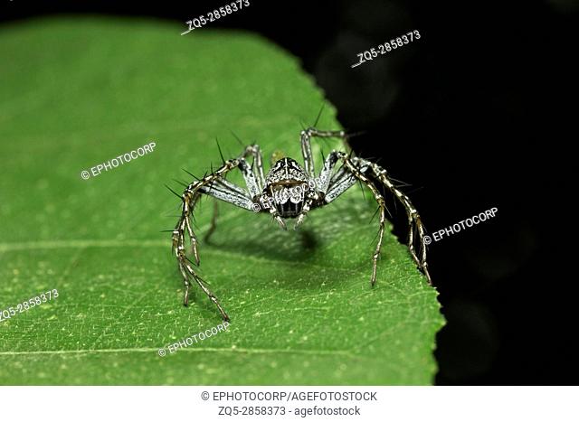 Lynx spider, Oxyopidae , Aarey Milk Colony , INDIA. Lynx spider is the common name for any member of the family Oxyopidae