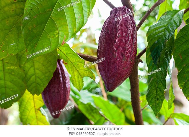 Trinitario cocoa (Theobroma cacao) pods on Sumatra, Indonesia