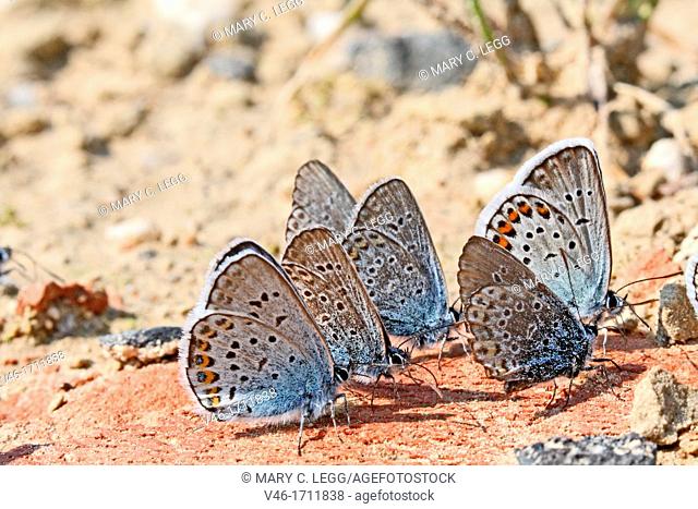 Emerging blue butterflies taking salts  Group of Idas and Reverdin's Blue take salts  Plebejus idas, Plebejus argyrognomon