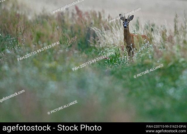 13 July 2022, Brandenburg, Mallnow: In the late evening, a roebuck stands at the edge of a path and looks curiously into the camera