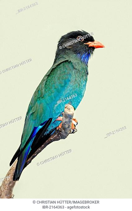 Oriental Dollarbird or Dollar Roller (Eurystomus orientalis, Coracias orientalis), Asian species, captive, North Rhine-Westphalia, Germany, Europe