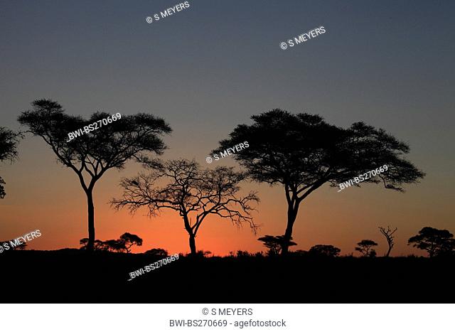 trees in the sunset, Tanzania, Tarangire National Park, Serengeti