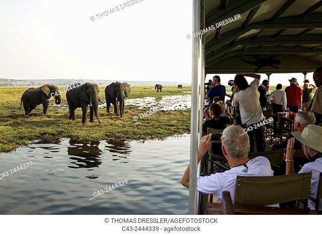 Tourists on a boat cruise on the Chobe River observe a group of feeding African Elephants (Loxodonta africana). Chobe National Park, Botswana