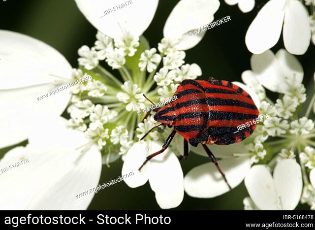 Striped shield bug (Graphosoma lineatum), Bulgaria, Europe