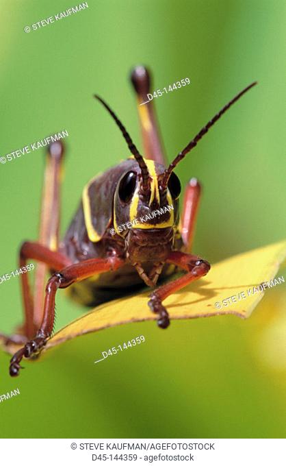 Lubber Grasshopper (Romalea microptera). Florida. USA