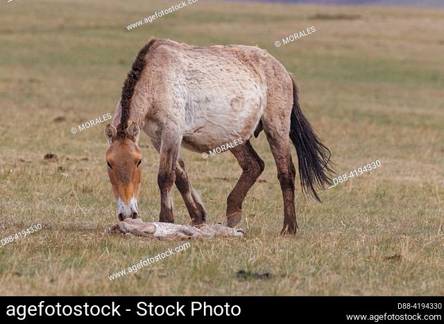 Asia, Mongolia, Hustai National Park, Przewalski's horse (Equus caballus przewalskii or Equus ferus przewalskii), released from 1993 in Khustain Nuruu National...