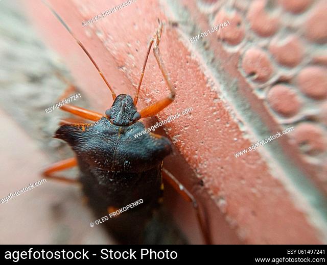 Beetle crawling on the concrete tiles