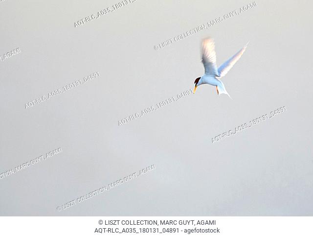 Flying adult Little Tern, Sternula albifrons, Little Tern