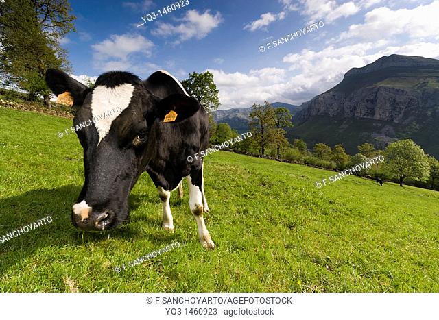 Cow grazing, Valle del Miera, Cantabria, Spain