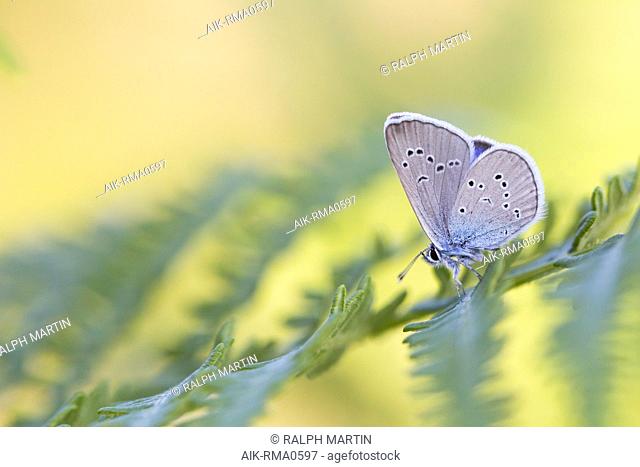 Cyaniris semiargus - Mazarine Blue - Rotklee-Blaeuling, Germany (Baden-Württemberg), imago