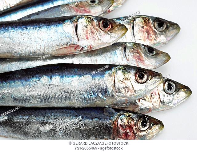 Fresh Sardines, sardina sp. against white Background