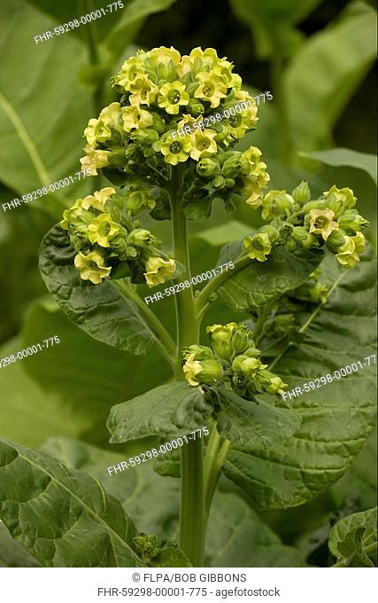 Wild Tobacco Nicotiana rustica flowering, in cultivation