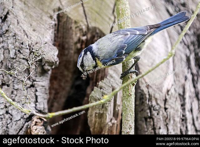 14 May 2020, Saxony, Leipzig: A blue tit sits with food in its beak on a branch not far from its nest. Blue tits like to nest in the hollows of old trees