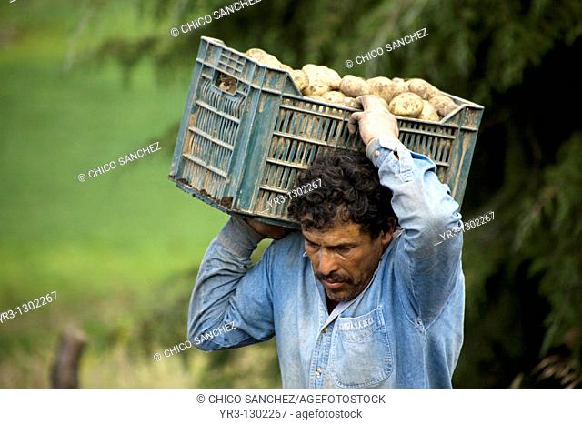 A man harvests potatoes on a farm in Meson Viejo, Mexico State, Mexico, September 25, 2009