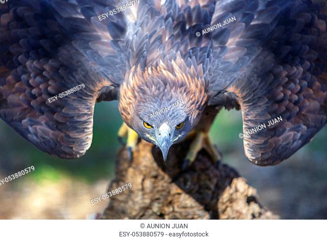 Beautiful Iberian golden eagle ready for take-off before attack. Closeup