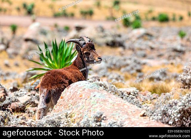 kid baby of very rare Walia ibex, Capra walia, one of the rarest ibex in world. Only about 500 individuals survived in Simien Mountains in Northern Ethiopia