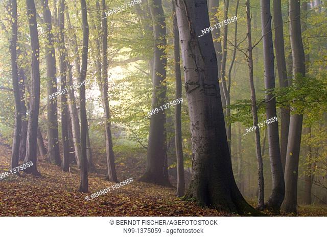 Beech forest in autumn, fog in the morning, Bavaria, Germany