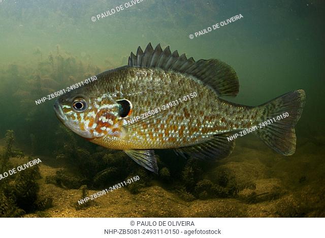 Pumpkinseed sunfish, Lepomis gibbosus, on lake environment. Digital composite. Portugal