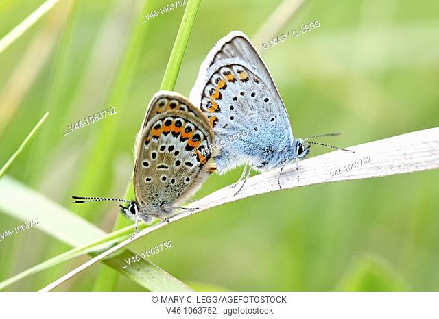 Mating Blues, Reverdin's plebejus argyrognomon or Silver-studded,  Mixed mating among the blues Looks like a Male Reverdin's with female Silver-studded