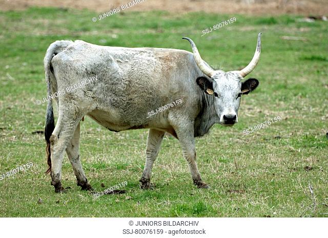 Domestic cattle, breed: Hungarian Steppe (Bos primigenius, Bos taurus) at National Park Neusiedler See-Seewinkel, Austria