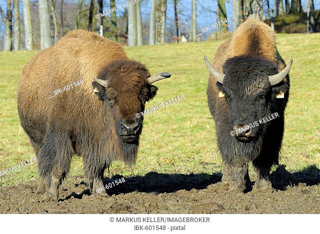 Two American bisons (Bison bison) in an outdoor-enclosure - Baden-Wuerttemberg, Germany, Europe