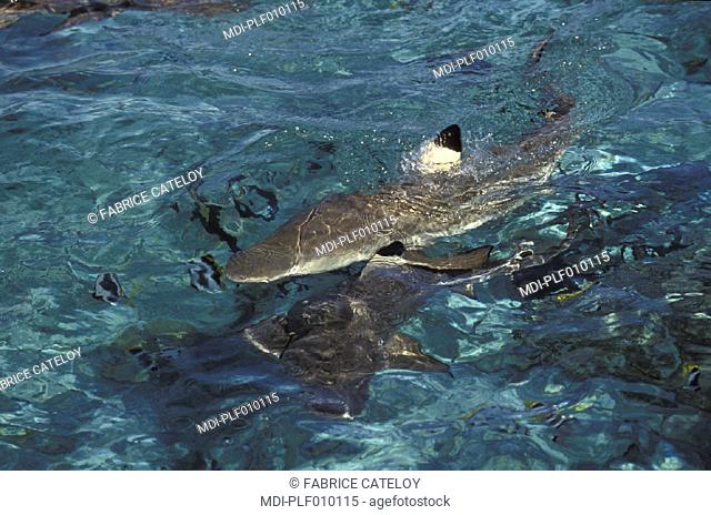 Black tipped sharks attracted by baits during a shark feeding in the Huahine lagoon