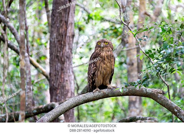 Sri Lanka, Wilpattu national patk, Brown fish owl (Bubo zeylonensis or Ketupa zeylonensis)