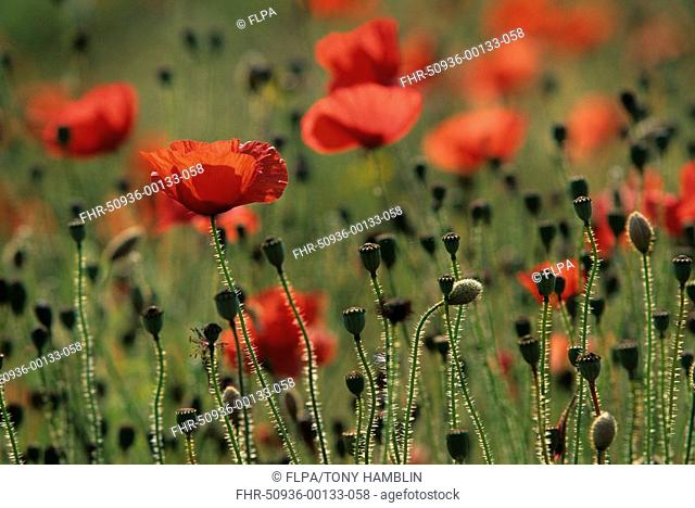 Common Poppy Papaver rhoeas With seed heads S