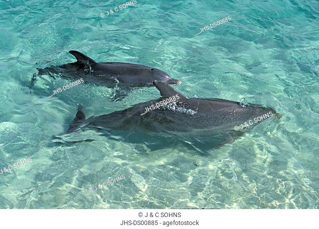 Bottle nosed Dolphin, Tursiops truncatus, Roatan, Honduras, Caribbean, adult female with young swimming in water