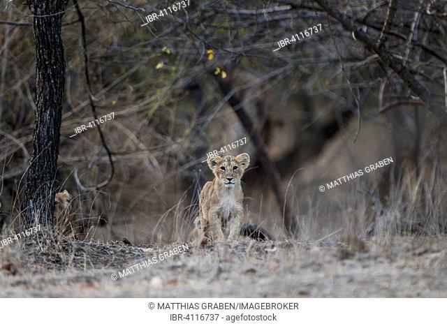 Asiatic lion (Panthera leo persica) cub, Gir Interpretation Zone or Devalia Safari Park, Gir Forest National Park, Gir Forest National Park, Gujarat, India
