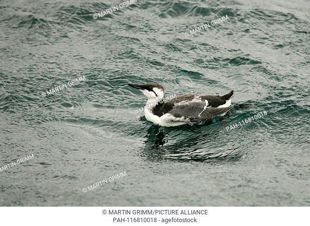 Common Murre (Uria aalge) adult in non-breeding plumage swimming in open sea, North Sea, Germany | usage worldwide. - /Schleswig-Holstein/Germany