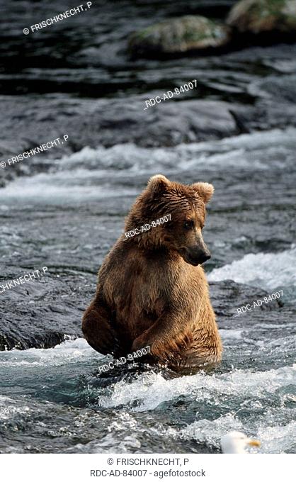 Alaskan Brown Bear fishing Katmai national park Alaska USA Ursus arctos