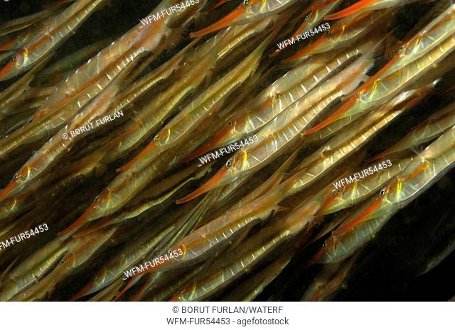Shoal of Razorfish, Aeoliscus strigatus, Lembeh Strait, Sulawesi, Indonesia