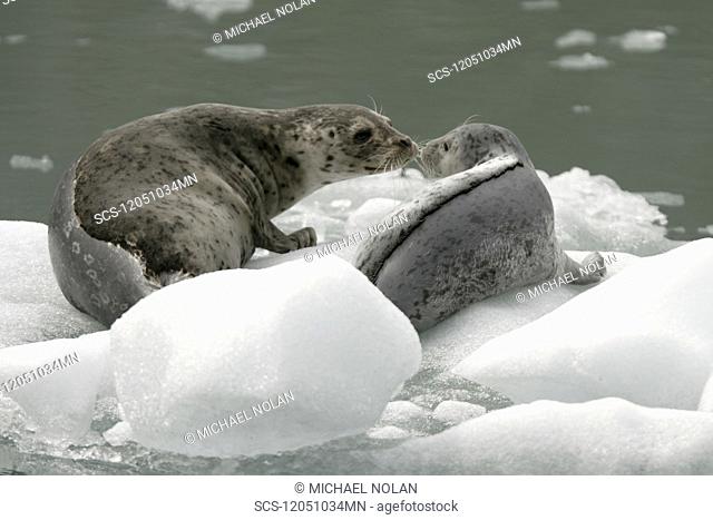 Harbor Seal Phoca vitulina mother and pup on ice calved from the Sawyer Glaciers in Tracy arm, Southeast Alaska, USA Pacific Ocean
